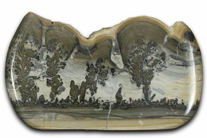 Triassic Aged Stromatolite Fossil - England #365723